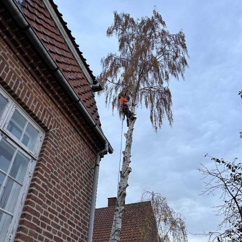 Beskæring af træer