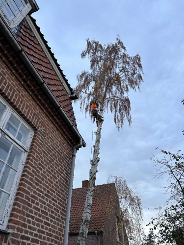 Beskæring af træer